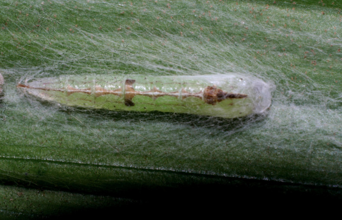 Figura 6. Pupa de <i>Struthoscelis christianafigueresae</i> (Oecophoridae), vista dorsal, localidad Quebradona, Estación Biológica Quica, Sector Pitilla ACG (475m). Voucher: 10-SRNP-70738-DHJ474608.jpg.