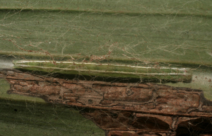 Figura 2. Larva <i>Struthoscelis christianafigueresae</i> (Oecophoridae), último estadío (U), vista dorsal, localidad Chayito, Sector Rincón Rain forest ACG (470m). Voucher: 14-SRNP-81312-DHJ714451.jpg.