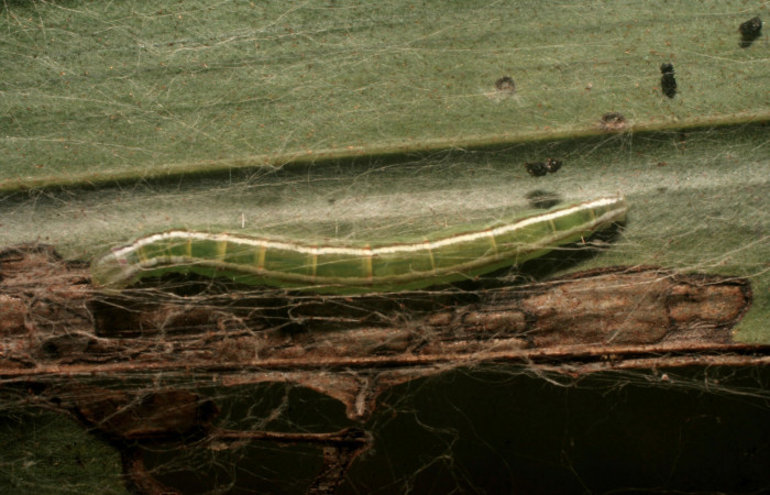 Figura 3. Larva <i>Struthoscelis christianafigueresae</i> (Oecophoridae), último estadío (U), vista dorsal, localidad Chayito, Sector Rincón Rain forest ACG (470m). Voucher: 14-SRNP-81312-DHJ714453.jpg.