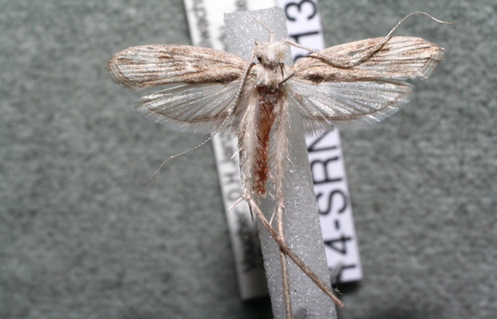 Figura 7. Adulto de <i>Struthoscelis christianafigueresae</i> (Oecophoridae), vista dorsal, localidad Chayito, Sector Rincón Rain forest ACG (470m). Voucher: 14-SRNP-81319-DHJ915069.jpg.