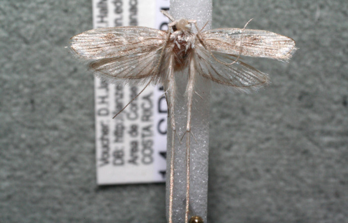 Figura 8. Adulto de <i>Struthoscelis christianafigueresae</i> (Oecophoridae), vista ventral, localidad Chayito, Sector Rincón Rain forest ACG (470m). Voucher: 14-SRNP-81320-DHJ915070.jpg.