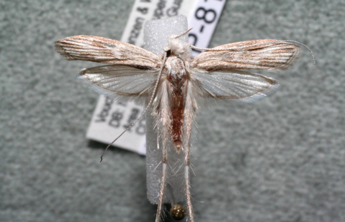 Figura 9. Adulto de <i>Struthoscelis christianafigueresae</i> (Oecophoridae), vista dorsal, localidad Chayito, Sector Rincón Rain forest ACG (470m). Voucher: 14-SRNP-81323-DHJ915067.jpg.