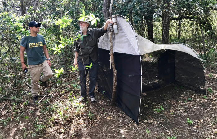 Daniel Janzen y Cesar Moreno-Triana (Centro Patrimonio Mundial UNESCO), Trampas Malaise Sector Mundo Nuevo, 25 de enero 2018, Fotografía: Roger Blanco