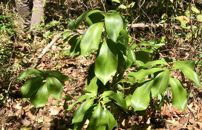 Uno de los 24 árboles sembrados en el Proyecto Corredores de Fauna, Sector Santa Elena, 26 de enero 2018, Fotografía: Roger Blanco