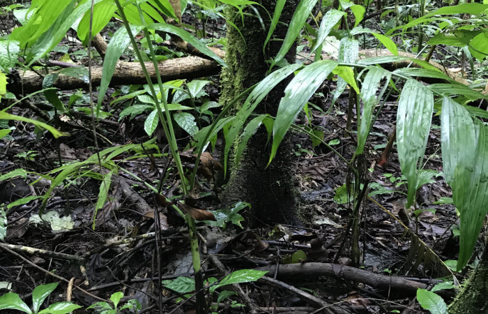 Proyecto Restauración con Gmelina, Sector San Cristóbal, Dos Ríos de Upala, 27 de enero 2018, Fotografía: Roger Blanco