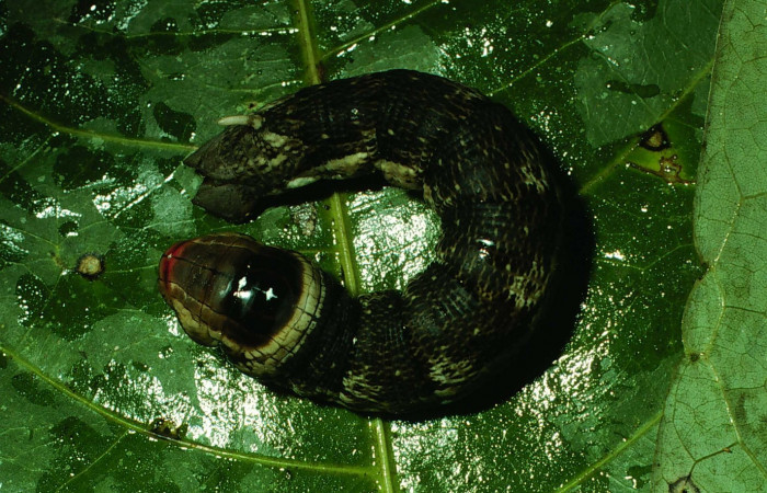 Fig. 18. Larva en prepupa <i>Erinnyis alope</i>, posición dorsal. Area de Conservación Guanacaste, Sector San Cristóbal, Melina Bufalo, elevación 560 m.s.n.m.  (01-SRNP-2405-DHJ60897).