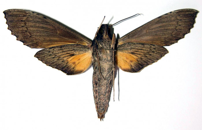Fig. 3. Adulto <i>Erinnyis alope</i>, posición ventral, macho. Area de Conservación Guanacaste, Sector Santa Rosa, Area Administrativa, elevación 295 m.s.n.m.  (03-SRNP-12349-DHJ95991).