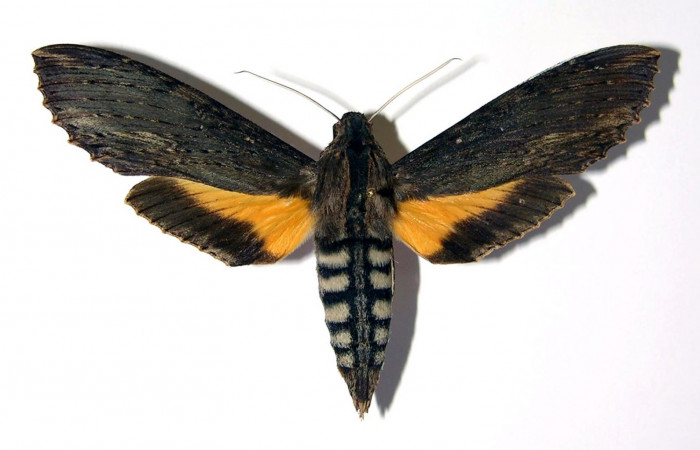 Fig. 1. Adulto <i>Erinnyis alope</i>, posición dorsal, macho. Area de Conservación Guanacaste, Sector Santa Rosa, Area Administrativa, elevación 295 m.s.n.m.  (03-SRNP-12350-DHJ95988).