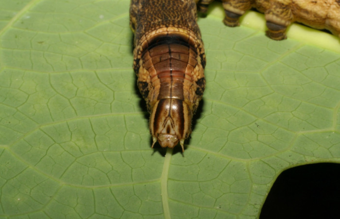 Fig. 13. Larva U estadio <i>Erinnyis alope</i>, posición frontal. Area de Conservación Guanacaste, Sector Santa Rosa, Area Administrativa, elevación 295 m.s.n.m.  (05-SRNP-19604-DHJ403478).