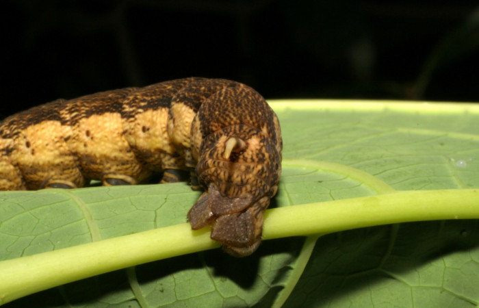 Fig. 12. Larva U estadio <i>Erinnyis alope</i>, posición trasera. Area de Conservación Guanacaste, Sector Santa Rosa, Area Administrativa, elevación 295 m.s.n.m.  (05-SRNP-19604-DHJ403479).