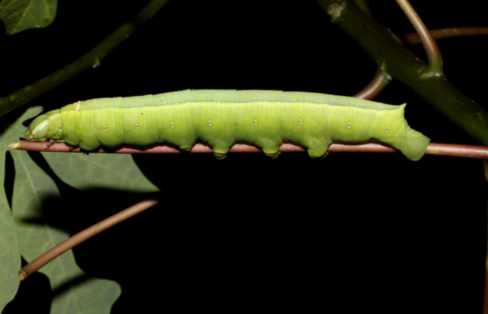 Fig. 14. Larva U estadio <i>Erinnyis alope</i>, posición lateral. Area de Conservación Guanacaste, Sector Santa Rosa, Cuesta Cayón Tigre, elevación 270 m.s.n.m.  (12-SRNP-12168-DHJ498534).