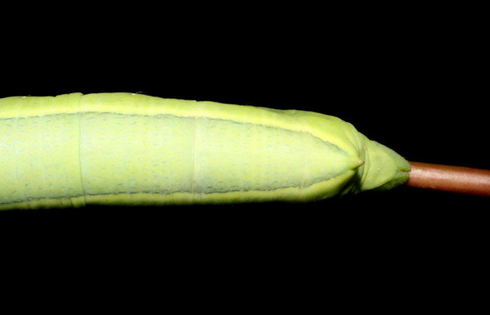 Fig. 8. Larva U estadio <i>Erinnyis alope</i>, posición trasera. Area de Conservación Guanacaste, Sector Santa Rosa, Cuesta Cayón Tigre, elevación 270 m.s.n.m.  (12-SRNP-12168-DHJ498537).