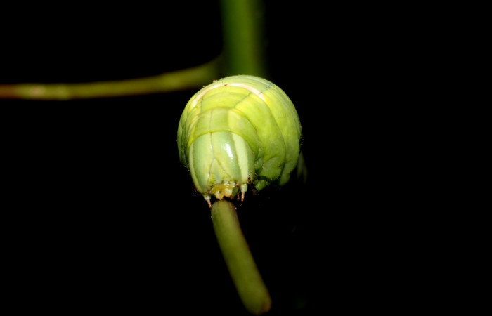 Fig. 9. Larva U estadio <i>Erinnyis alope</i>, posición frontal. Area de Conservación Guanacaste, Sector Santa Rosa, Cuesta Cayón Tigre, elevación 270 m.s.n.m.  (12-SRNP-12168-DHJ498544).