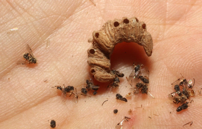 Fig. 23. Adultos de avispas de la familia Braconidae, y restos del capullo con huecos por donde emergieron, <i>Microplitis jorgehernandezi</i>, parásito de larva <i>Erinnyis alope</i>. Area de Conservación Guanacaste, Sector Santa Rosa, Cuesta Cayón Tigre, elevación 270 m.s.n.m.  (13-SRNP-15963-DHJ804534.jpg).