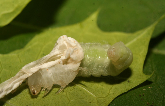 Fig. 20. Larva de avispa de la familia Ichneumonidae, <i>Cryptophion</i> espinozaiDHJ01, parásito de larva <i>Erinnyis alope</i>. Area de Conservación Guanacaste, Sector Pitilla, Coneja, elevación 415 m.s.n.m.  (14-SRNP-70200-DHJ703860.jpg).
