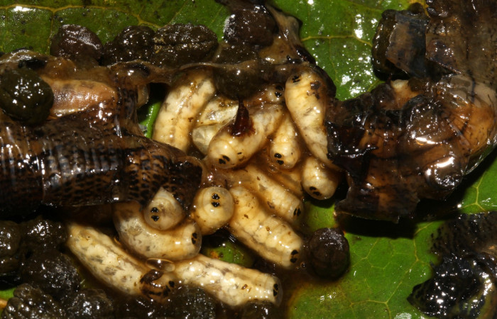 Fig. 19. Larvas de mosca Tachinidae <i>Drino</i> piceiventrisDHJ05, parásito de larva <i>Erinnyis alope</i>, Area de Conservación Guanacaste, Sector Pitilla, Ingas, elevación 580 m.s.n.m  (17-SRNP-31075-DHJ736653.jpg).
