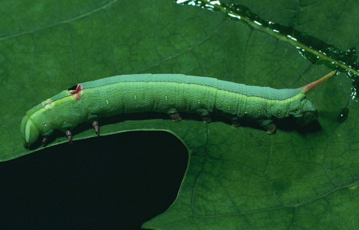 Fig. 6. Larva U estadio <i>Erinnyis alope</i>, posición lateral. Area de Conservación Guanacaste, Sector Santa Rosa, Cafetal, elevación 280 m.s.n.m.  (80-SRNP-308-DHJ1549).