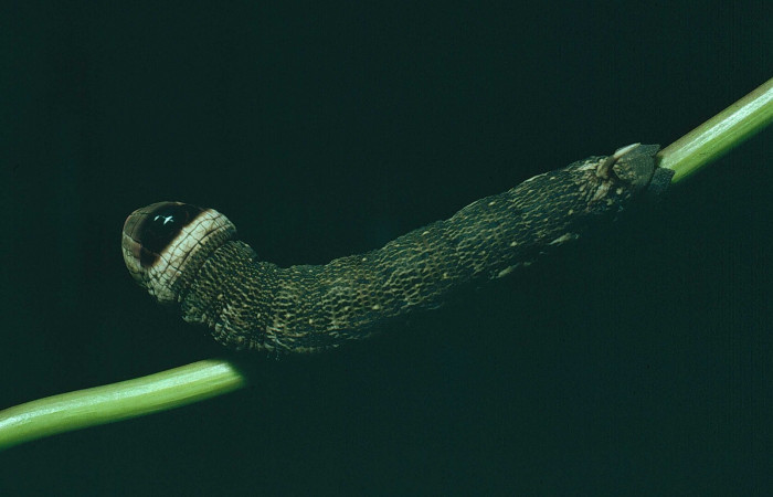 Fig. 11. Larva U estadio <i>Erinnyis alope</i>, posición dorsal. Area de Conservación Guanacaste, Sector Santa Rosa, Sendero Natural, elevación 290 m.s.n.m.  (80-SRNP-373-DHJ1605).