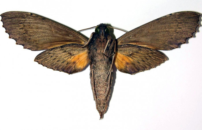 Fig. 5. Adulto <i>Erinnyis alope</i>, posición ventral, hembra. Area de Conservación Guanacaste, Sector Cacao, Estación Cacao, elevación 1150 m.s.n.m.  (03-SRNP-11132-DHJ95995).