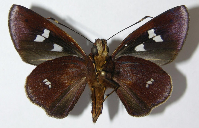 Fig. 5. Adulto macho de <i>Carystoides</i> Janzen03. Area de Conservación Guanacaste, Sector Cacao, Sendero Cima, elevación 1460mt. (10-SRNP-35044-DHJ519827). Posición ventral. 