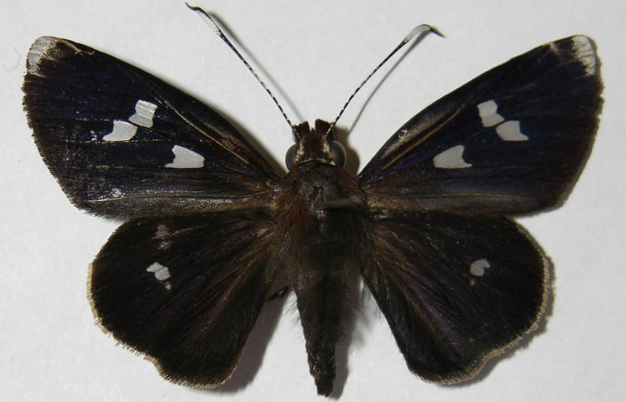 Fig. 1. Adulto de <i>Carystoides</i> Janzen03. Area de Conservación Guanacaste, Sector Cacao, Sendero Cima, elevación 1460mt. (10-SRNP-35155-DHJ525930).