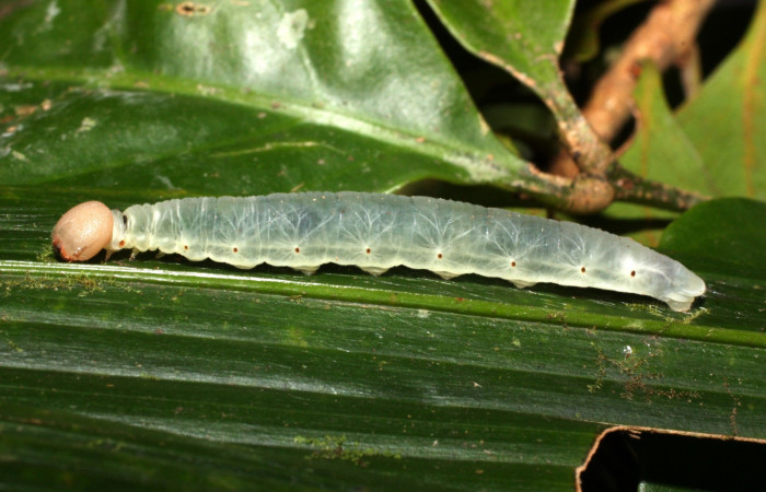 Fig. 11. Larva en último estadio de <i>Carystoides</i> Janzen03. Area de Conservación Guanacaste, Sector Cacao, Sendero Cima, elevación 1460mt. (12-SRNP-35431-DHJ490226.jpg).