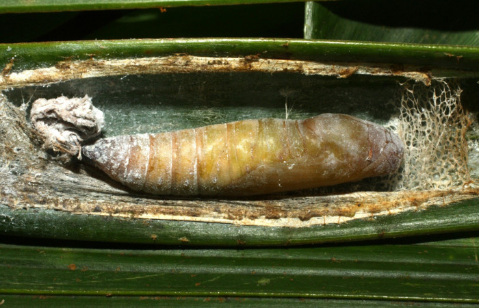 Fig. 13. Pupa de <i>Carystoides</i> Janzen03. Area de Conservación Guanacaste, Sector Cacao, Sendero Cima, elevación 1460mt. (15-SRNP-35789-DHJ709443.jpg).