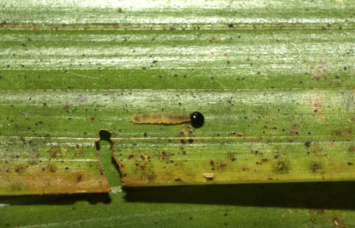 Fig. 7. Larva en segundo estadio de <i>Carystoides</i> Janzen03. Area de Conservación Guanacaste, Sector Cacao, Sendero Cima, elevación 1460mt. (15-SRNP-35792-DHJ709467.jpg).