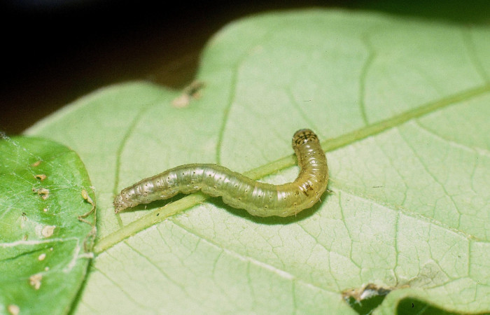 Fig.12. Vista dorsal de la larva <i>Tancoa crinita</i> DHJ03. Voucher: 04- SRNP-41993-DHJ87109.jpg.