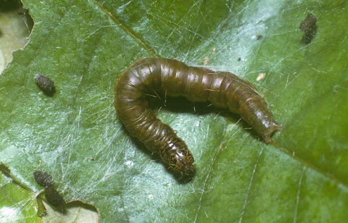 Fig.14. Vista dorsal de la larva <i>Tancoa</i> crinitaDHJ03.Último estadio larval. Voucher:04-SRNP-42000-DHJ87111.jpg.