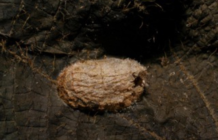 Fig.17. Vista del Ichneumonidae <i>Eiphosoma</i> Janzen08 eclosionado en <i>Tancoa</i> crinitaDHJ04. Voucher:06-SRNP-41765-DHJ436625.jpg.JPG.