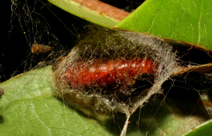 Fig.15. Vista dorsal de la pupa de <i>Tancoa</i> crinitaDHJ3. Voucher:07-SRNP-41636- DHJ422605.jpg.