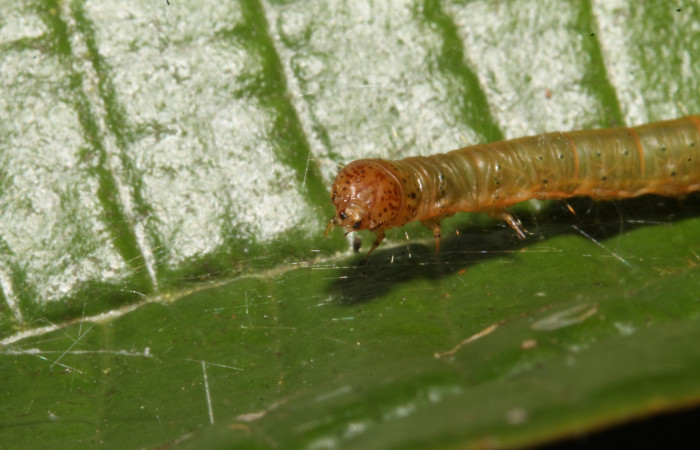 Fig.5. Larva de <i>Tancoa crinita</i> (Pyralidae) mostrando la cabeza. Voucher: 14-SRNP-42893- DHJ708892 .JPG.