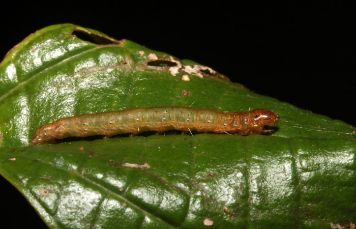 Fig. 2. Larva <i>Tancoa crinita</i> (Pyralidae) mostrando un lateral. Voucher 14-SRNP-42893- DHJ708894.JPG.