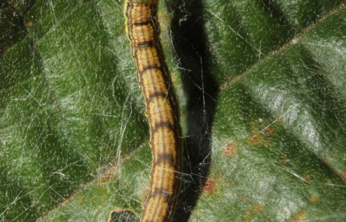 Fig.1. Larva de <i>Tancoa crinita</i> (Pyralidae), mostrando el dorsal entero. Voucher 17-SRNP-46188-DHJ718681.jpg.