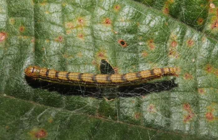 Fig.4. Larva de <i>Tancoa crinita</i> (Pyralidae) mostrando el dorsal y su cambio de coloración. Voucher: 17-SRNP-46188-DHJ718682.jpg.