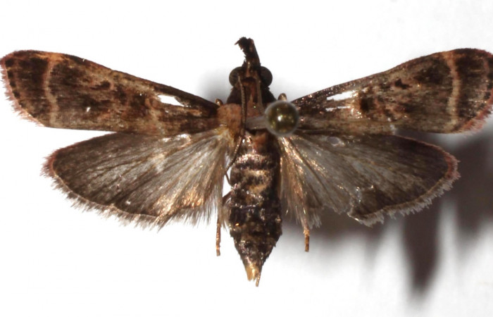 Fig.8. Adulto de <i>Tancoa crinita</i> (Pyralidae) mostrando el dorsal. Voucher:17- SRNP-75761-DHJ934150.jpg.