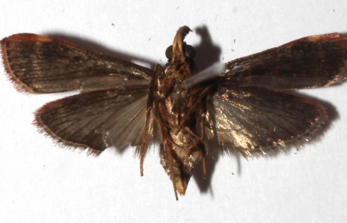 Fig.9. Adulto de <i>Tancoa crinita</i> (Pyralidae) mostrando el ventral. Voucher: 17- SRNP-75761-DHJ934151.jpg.