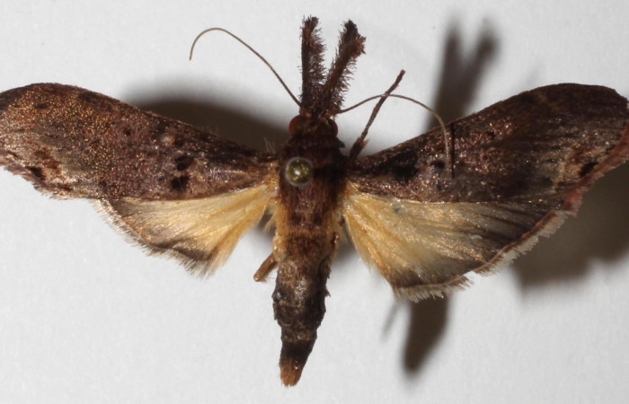 Fig.10. Adulto de <i>Tancoa crinita</i> (Pyralidae) mostrando el dorsal. Voucher:18-SRNP-70833- DHJ942360.jpg.