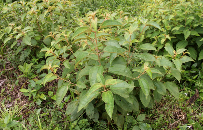 (Fig.21) Planta hospedera <i>Tancoa crinita</i> (Pyralidae) <i>Conostegia xalapensis</i> (Melastomataceae).