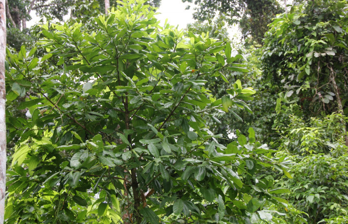 Fig.22. Planta hospedera de <i>Tancoa</i> crinitaDHJ03 y <i>Tancoa</i> crinitaDHJ04 (Pyralidae) Vochysiaceae <i>Vochysia guatemalensis</i>.