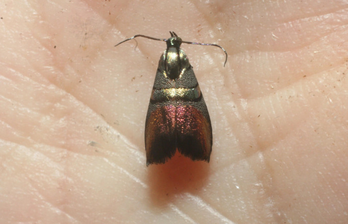 Figura 10. Dorsal de adulto <i>Tortyra cuprinella</i> (Choreutidae). (09-SRNP-65878-DHJ457221).