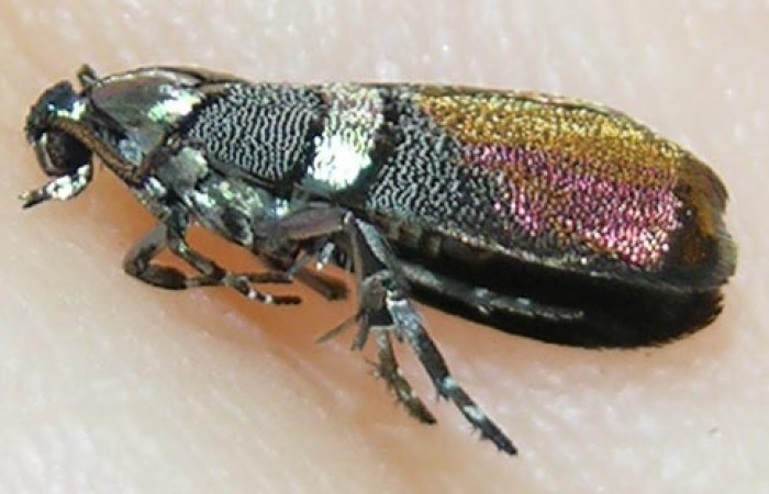 Figura 11. Adulto lateral de <i>Tortyra cuprinella</i> (Choreutidae). (09-SRNP-65879-DHJ504628).