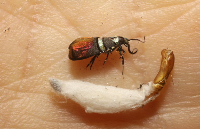 Figura 9. Detalle de metamorfosis, adulto eclosionado junto a restos de pupa <i>Tortyra cuprinella</i> (Choreutidae).(10-SRNP-21320-DHJ476812).