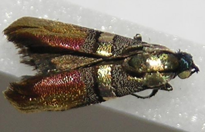 Figura 12. Adulto dorsal <i>Tortyra cuprinella</i> (Choreutidae). (10-SRNP-42813-DHJ533671).