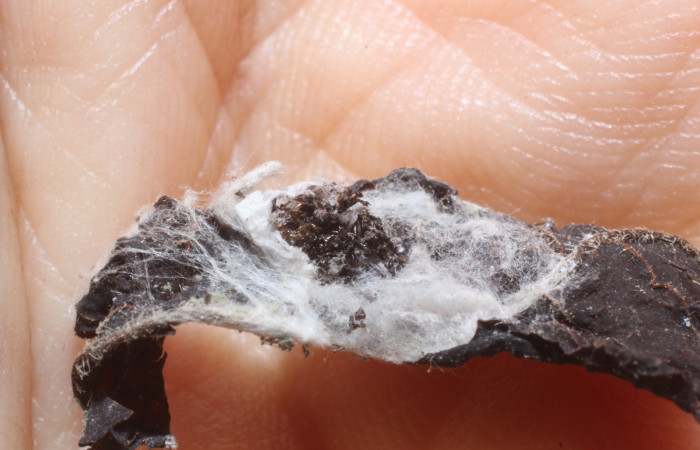 Figura 6. Detalle de residuos de parásito Eulophidae en <i>Tortyra cuprinella</i> (Choreutidae). (11-SRNP-41752-DHJ800793).