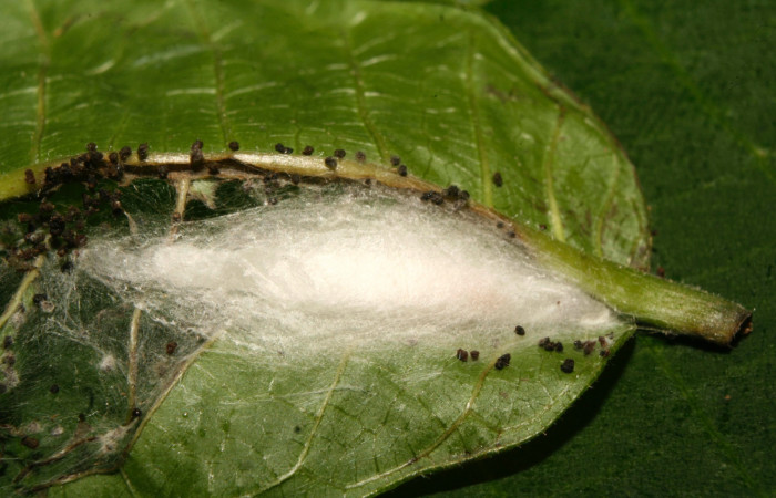 Figura 7. Detalle de refugio de la prepupa y pupa, <i>Tortyra cuprinella</i> (Choreutidae). (14-SRNP-70468-DHJ722203).