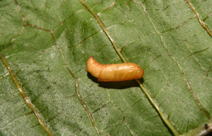 Figura 8. Detalle de pupa, <i>Tortyra cuprinella</i> (Choreutidae). (14-SRNP-70468-DHJ722204).