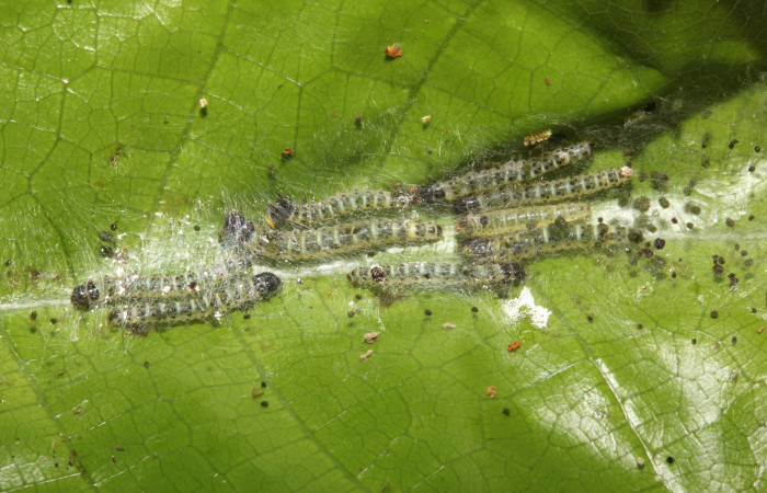 Figura 2. Detalle de grupo en un tercer estadío, <i>Tortyra cuprinella</i> (Choreutidae). (18-SRNP-26131-DHJ761041).