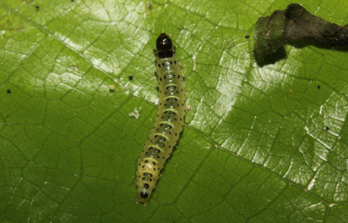 Figura 3. Detalle dorsal, <i>Tortyra cuprinella</i> (Choreutidae). (18-SRNP-26131-DHJ761044).